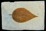 Fossil Hackberry (Celtis) Leaf - Montana #120790-1